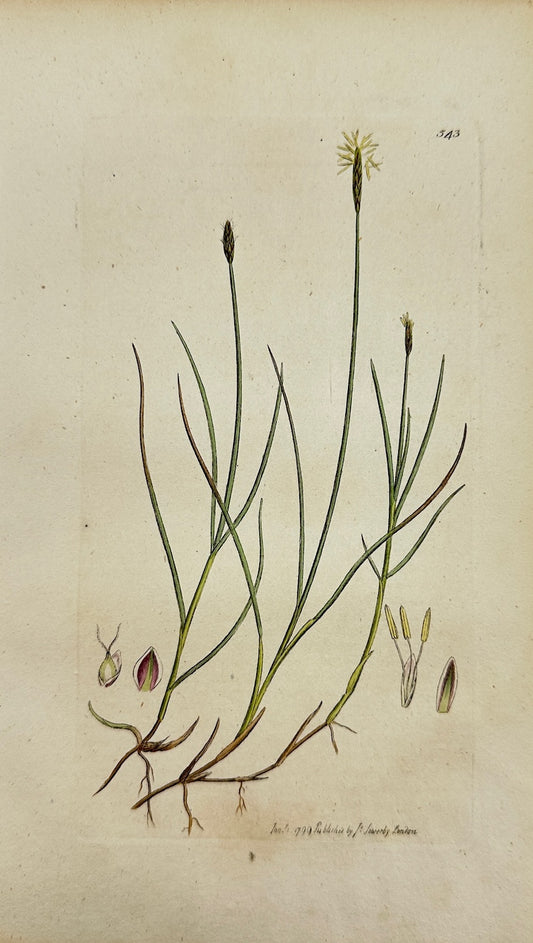 Antique Botanical Print - James Sowerby - Carex Dioica - Small Carex - F1