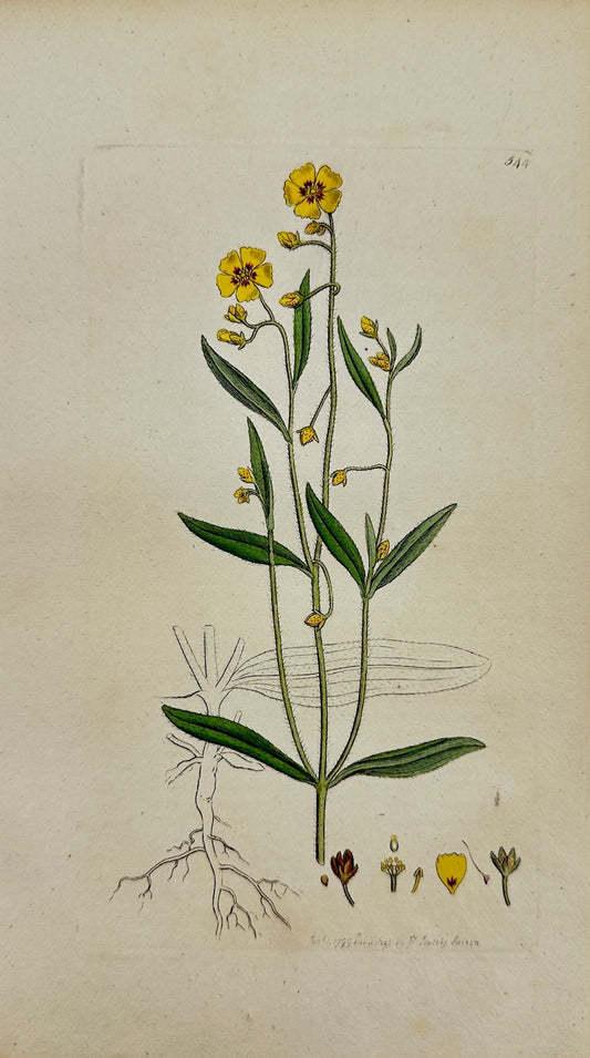 Antique Print - James Sowerby - Cistus Guttatus - Spotted-flowered Ciftus - F1