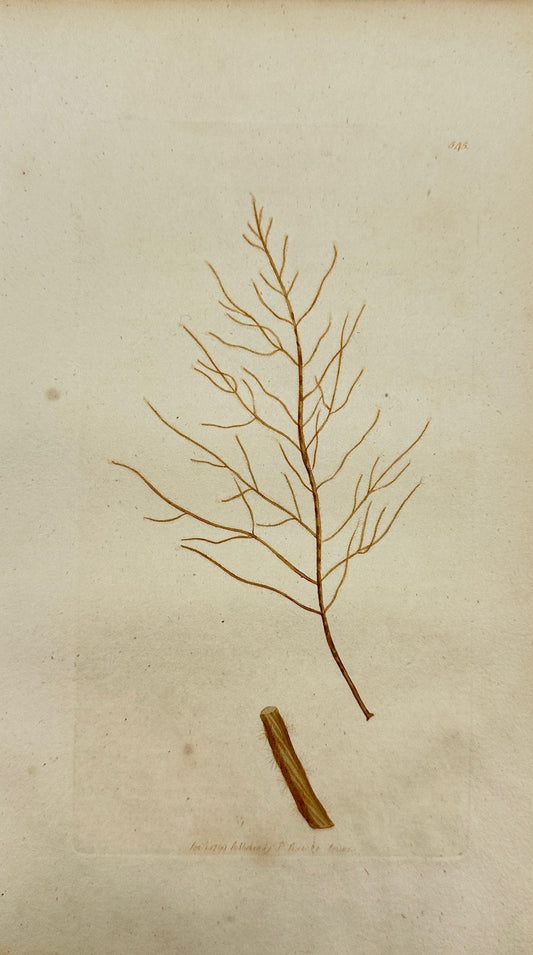 Antique Print - James Sowerby - Fucus Pedunculatus - Pedunculated Fucus - F1