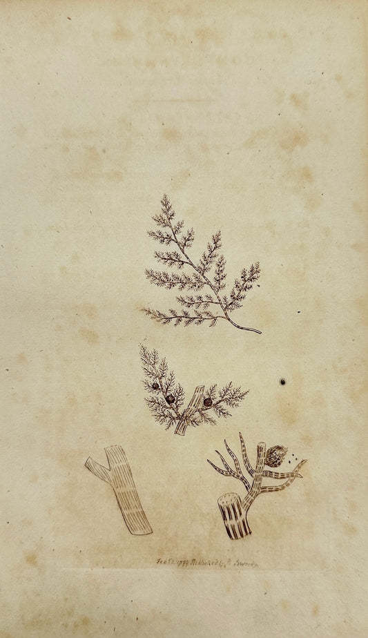 Antique Print - James Sowerby - Conferva Byſſoid - Tufted Conferva - F1