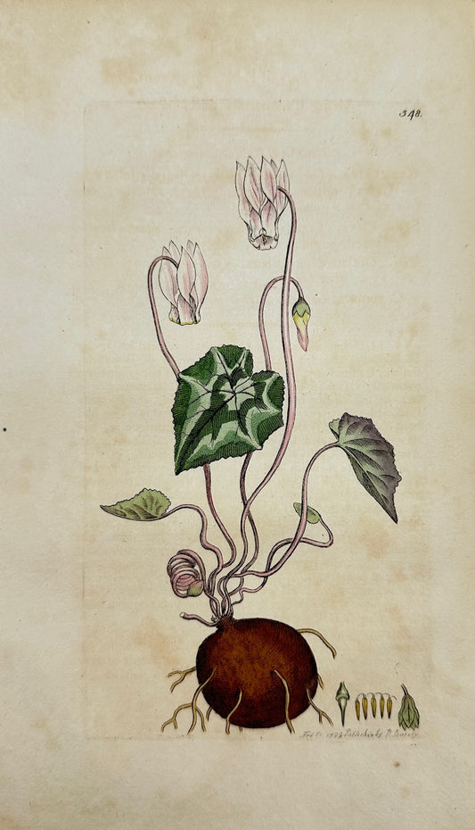 Antique Print - James Sowerby - Cyclamen Europæum - Spring Cyclamen - F1