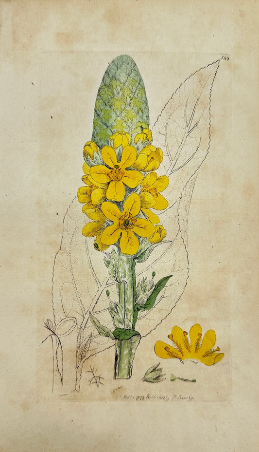 Antique Botanical Print - James Sowerby - Verbascum Thapfus - Great Mullein - F1