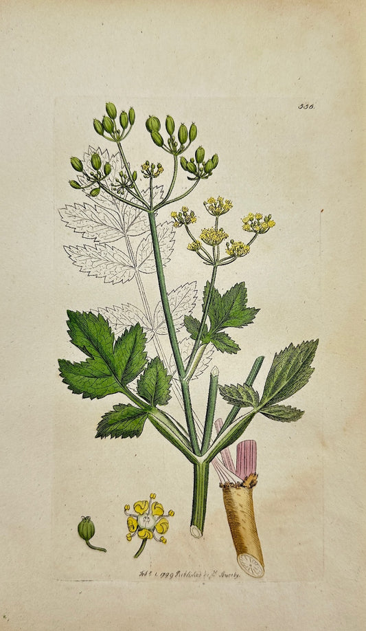 Antique Botanical Print - James Sowerby - Pastinaca Fativa - Wild Parfnep - F1