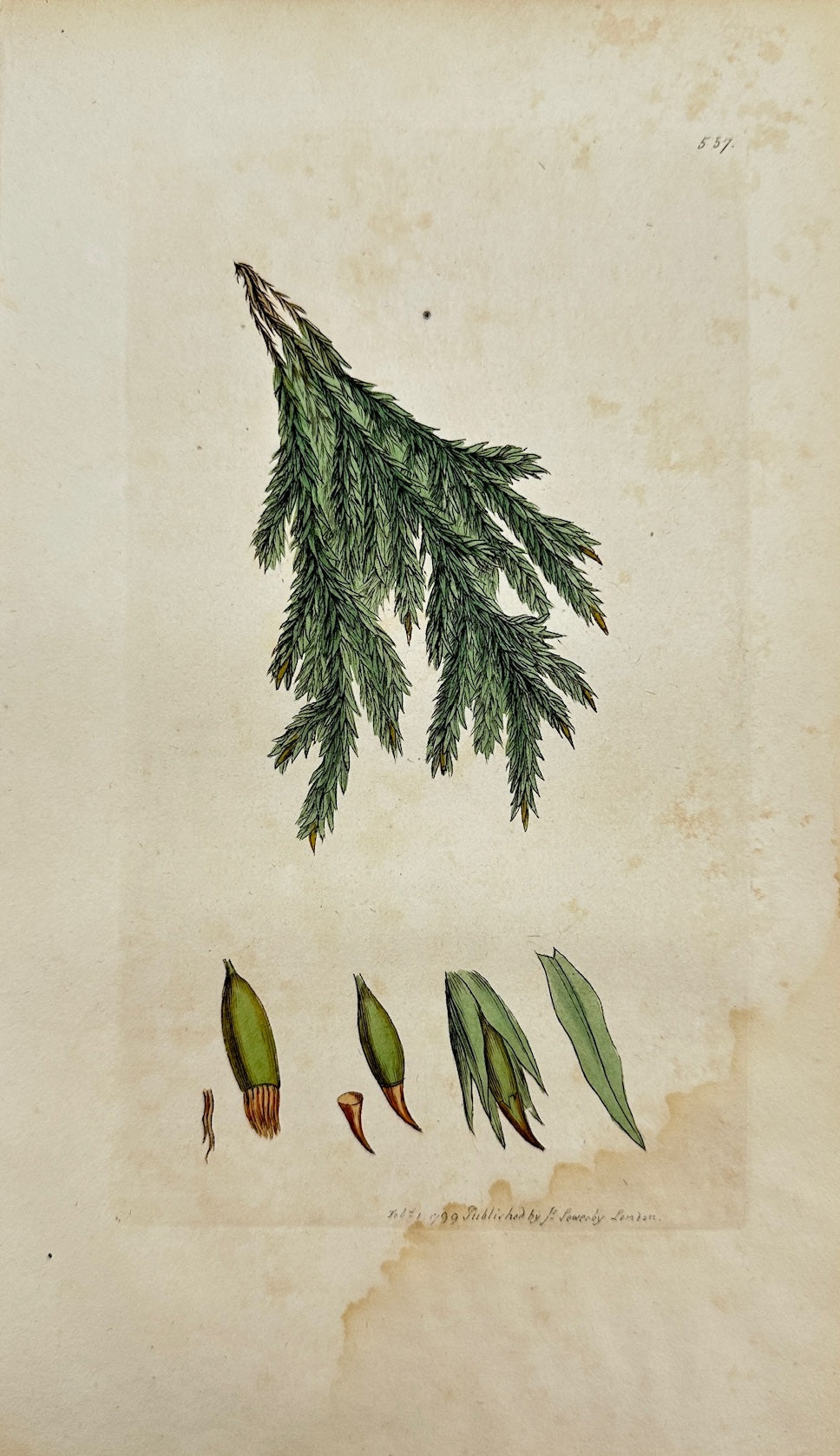 Antique Print - James Sowerby - Fontinalis Minor - Leffer Water-moss - F1