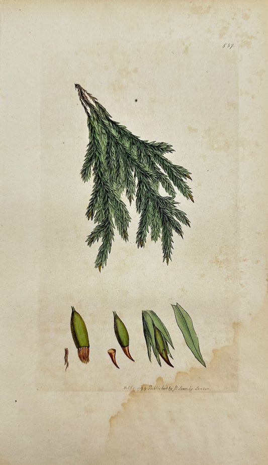 Antique Print - James Sowerby - Fontinalis Minor - Leffer Water-moss - F1