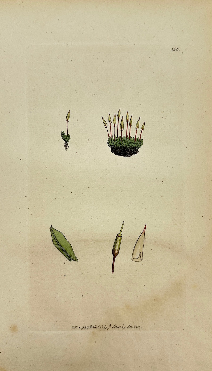 Antique Print - James Sowerby - Bryum Extinctorium - Extinguisher Bryum - F1