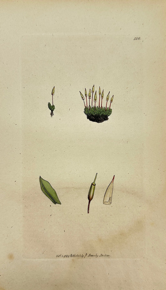 Antique Print - James Sowerby - Bryum Extinctorium - Extinguisher Bryum - F1