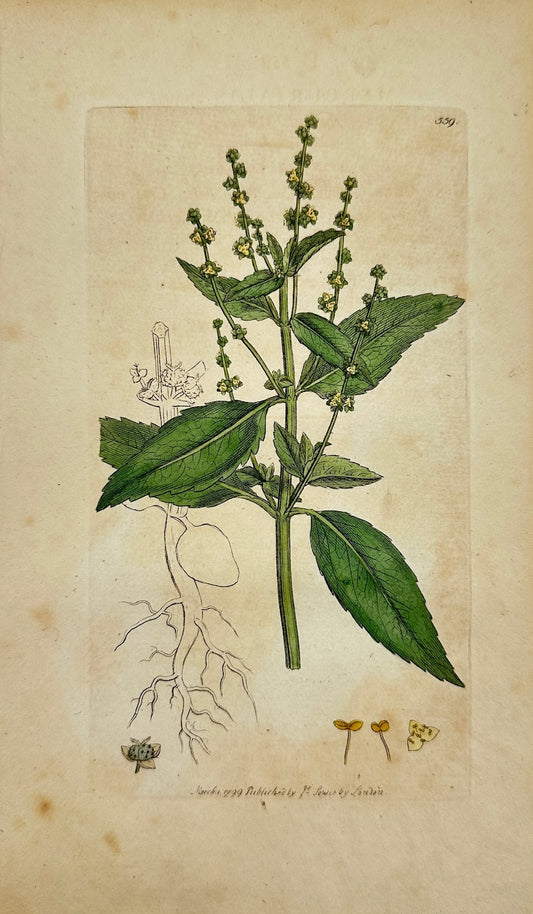 Antique Print - James Sowerby - Mercurialis Annua - Annual Mercury - F1