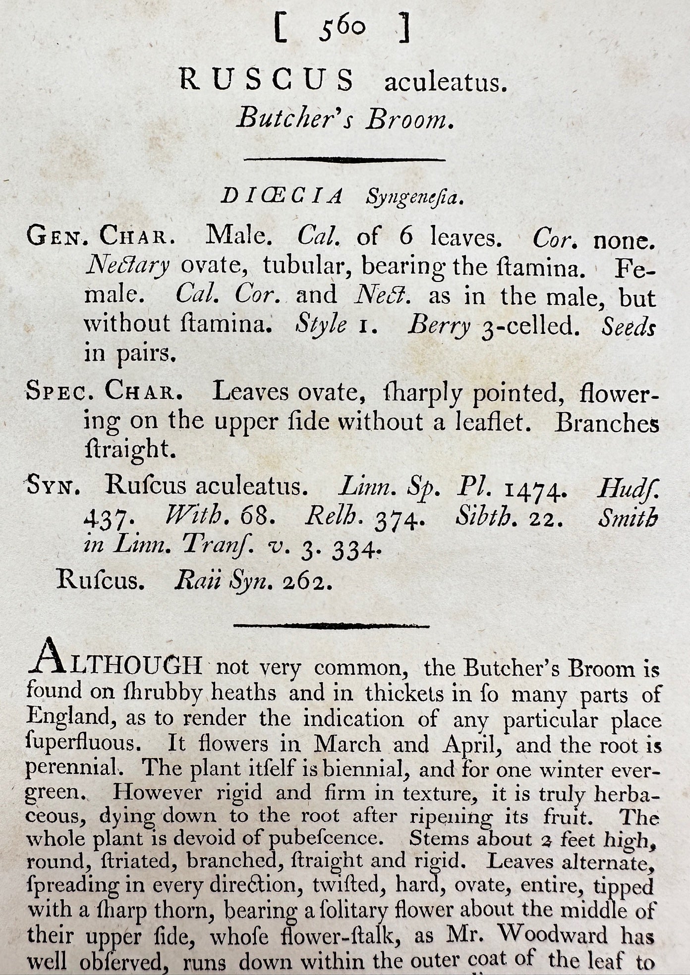 Antique Print - James Sowerby - Ruscus Aculeatus - Butcher's Broom - F1