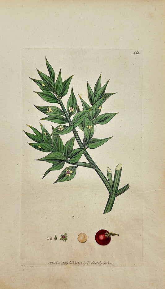 Antique Print - James Sowerby - Ruscus Aculeatus - Butcher's Broom - F1