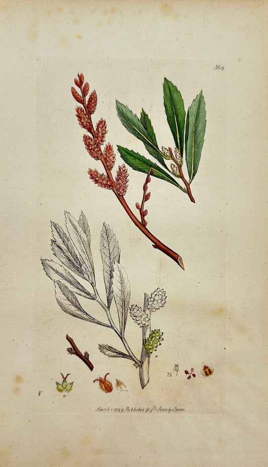 Antique Print - James Sowerby - Myrica Gale - Sweet Gale, or Dutch Myrtle - F1