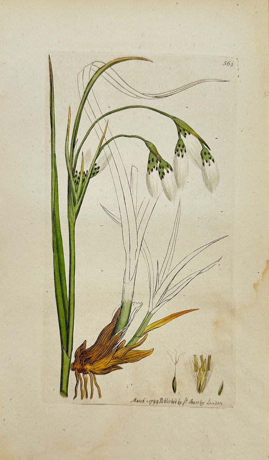 Antique Print - Eriophorum Polyſtachion - Broad-leaved Cotton-grafs - F1