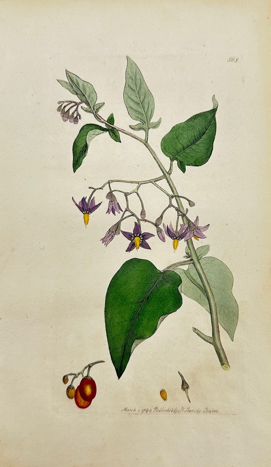 Antique Print - James Sowerby - Solanum Dulcamara - Woody Nightshade - F1