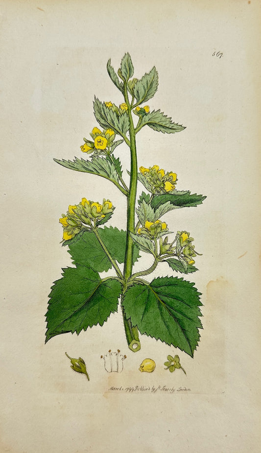 Antique Print - James Sowerby - Scrophularia Vernalis - Yellow Figwort - F1