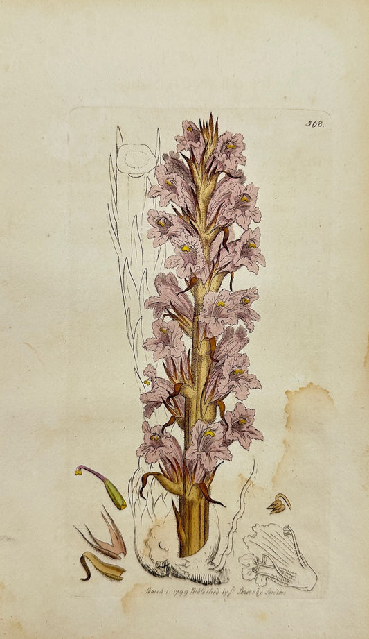Antique Print - James Sowerby - Orobanche Elatior - Tall Broom-rape - F1