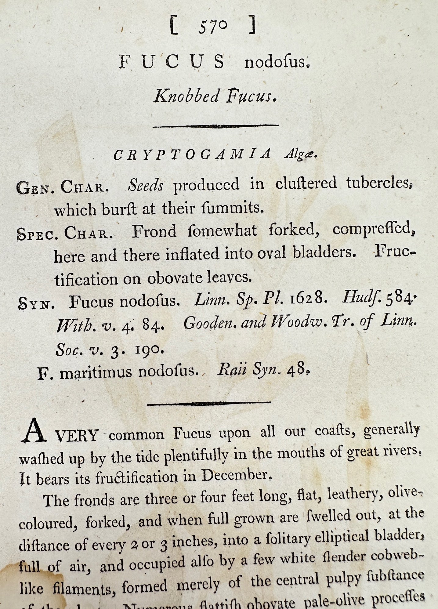 Antique Botanical Print - James Sowerby - Fucus Nodofus - Knobbed Fucus - F1