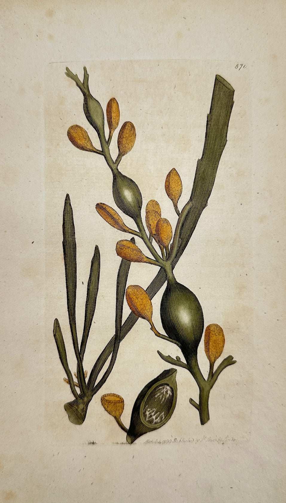 Antique Botanical Print - James Sowerby - Fucus Nodofus - Knobbed Fucus - F1