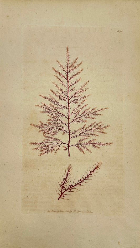 Antique Print - James Sowerby - Fucus Afparagoide - Asparagus Fucus - F1