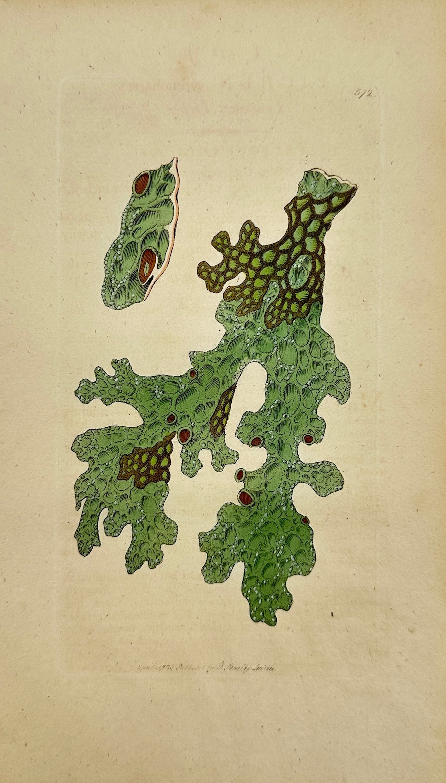 Antique Print - James Sowerby - Lichen Pulmonarius - Lungwort Lichen - F1