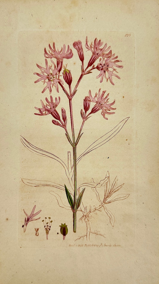 Antique Print - James Sowerby - Lichnis Flos-Cuculi - Meadow Lychnis - F1
