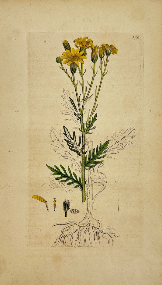 Antique Print - James Sowerby - Senecio Tenuifolius - Hoary Groundfel - F1