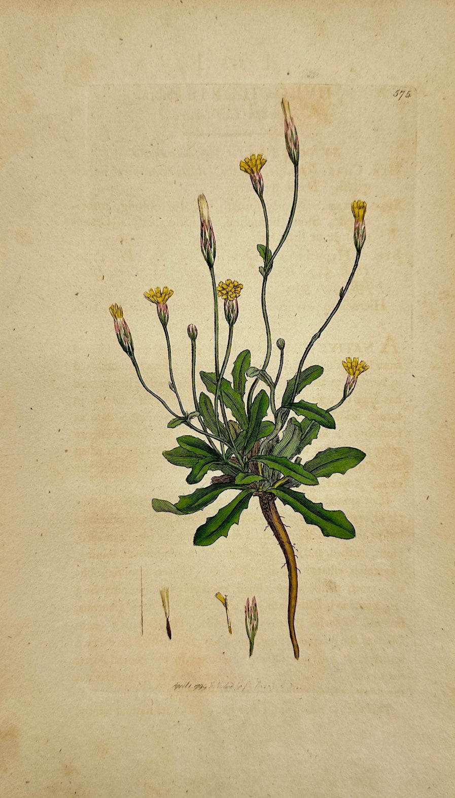 Antique Print - James Sowerby - Hypochaeris Glabra - Smooth Cat's-ear - F1