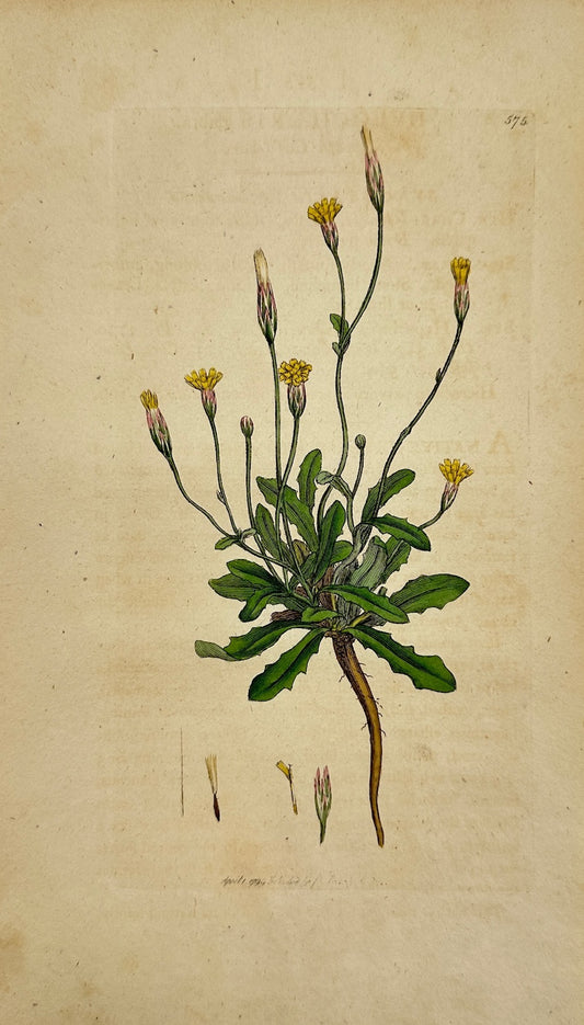 Antique Print - James Sowerby - Hypochaeris Glabra - Smooth Cat's-ear - F1