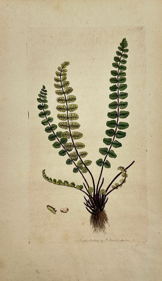 Antique Print - Asplenium Trichomanes - Common Maidenhair Spleenwort - F1