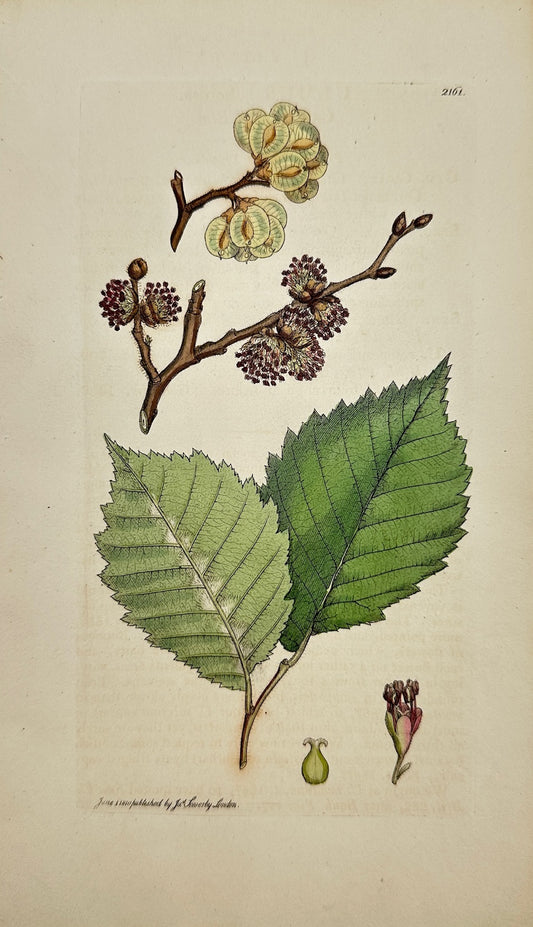 Antique Botanical Print - James Sowerby - Ulmus Suberosa - Cork-barked Elm - F1