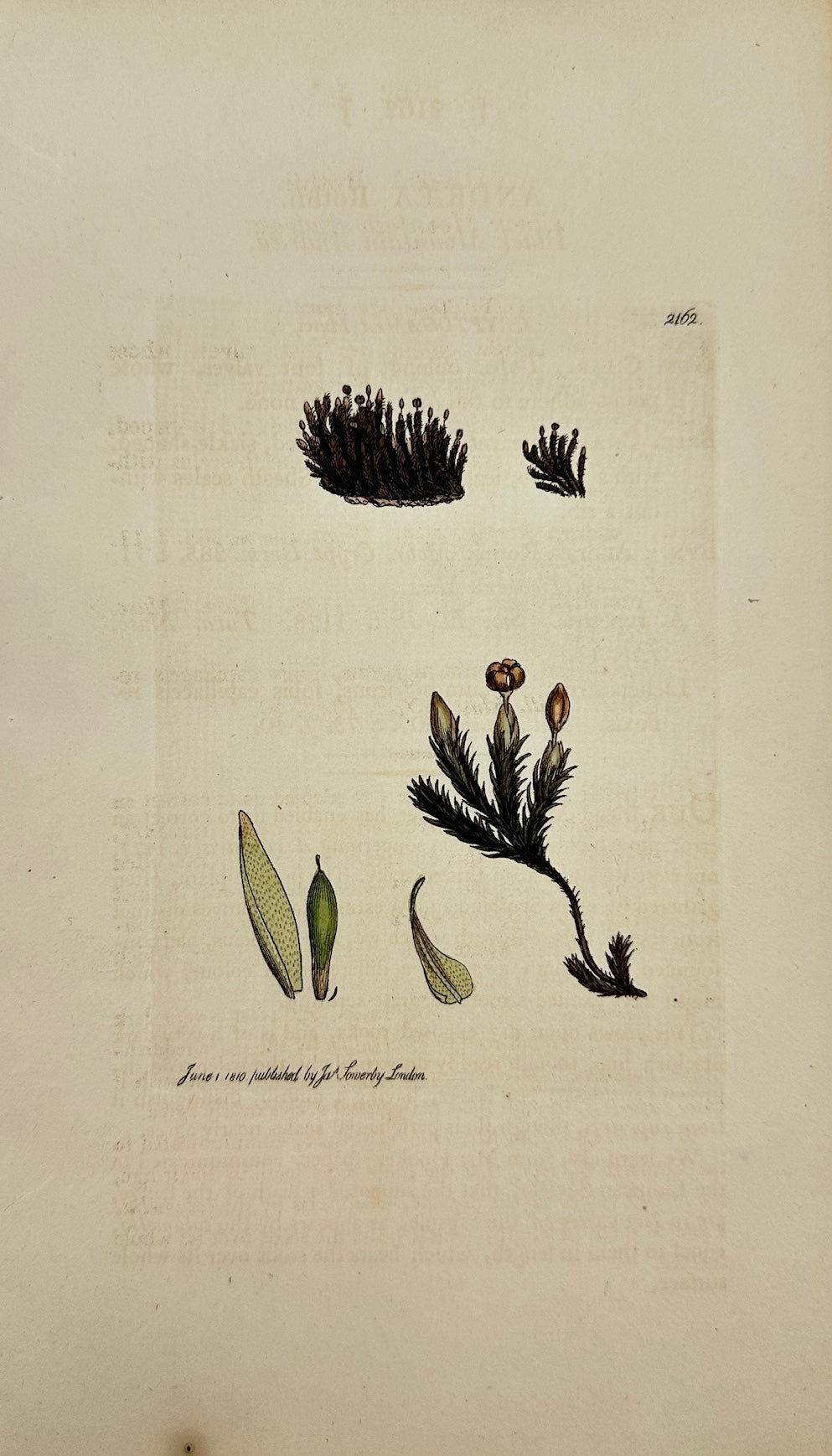 Antique Print - James Sowerby - Andraea Rothii - Black Mountain Andraa - F1