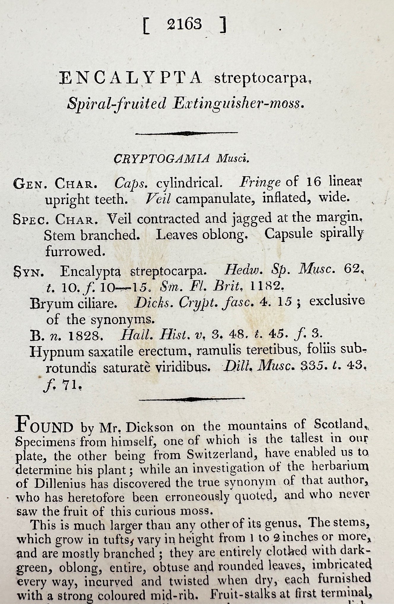 Antique Print - Encalypta Streptocarpa - Spiral-fruited Extinguisher-moss - F1