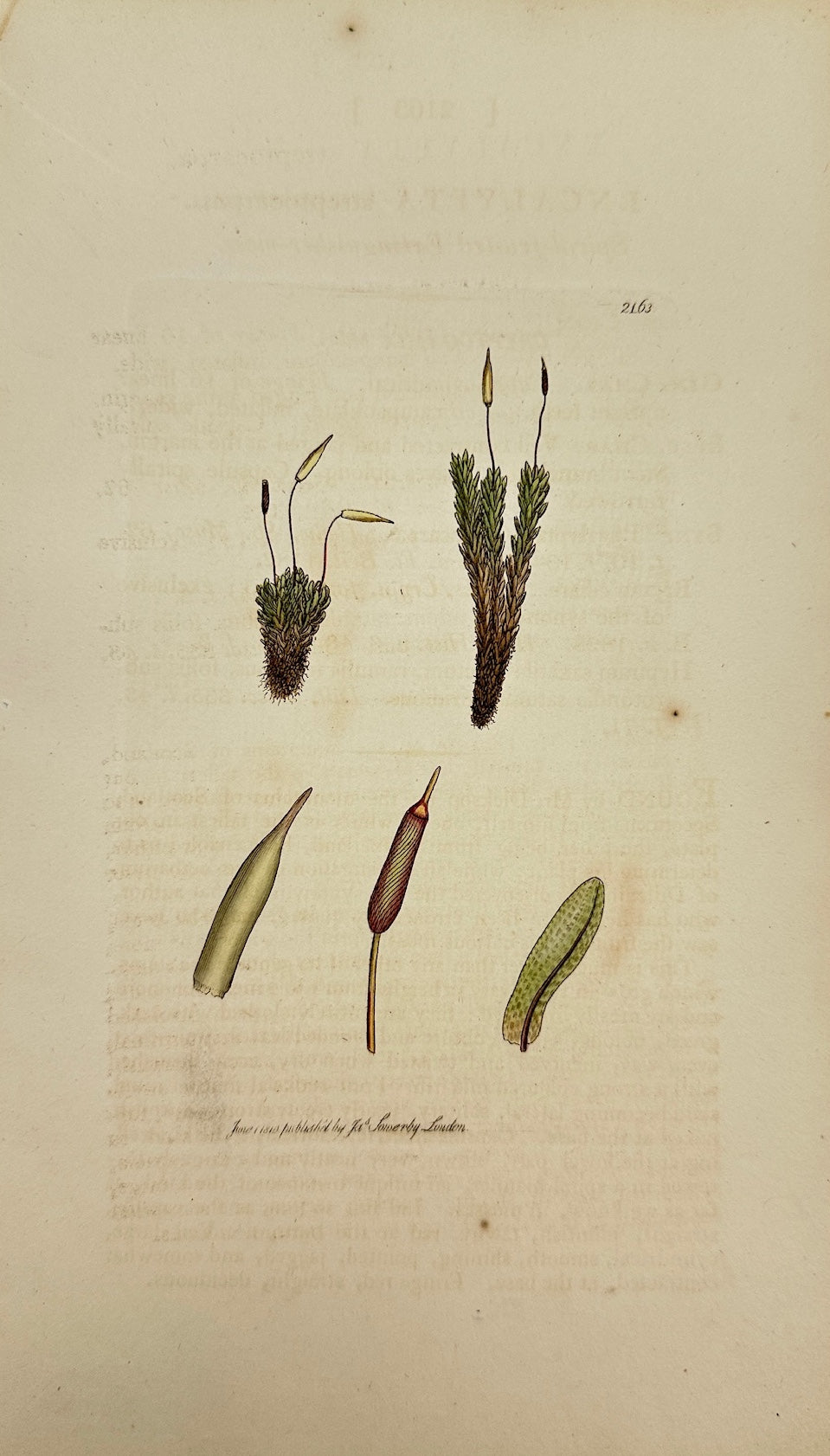 Antique Print - Encalypta Streptocarpa - Spiral-fruited Extinguisher-moss - F1