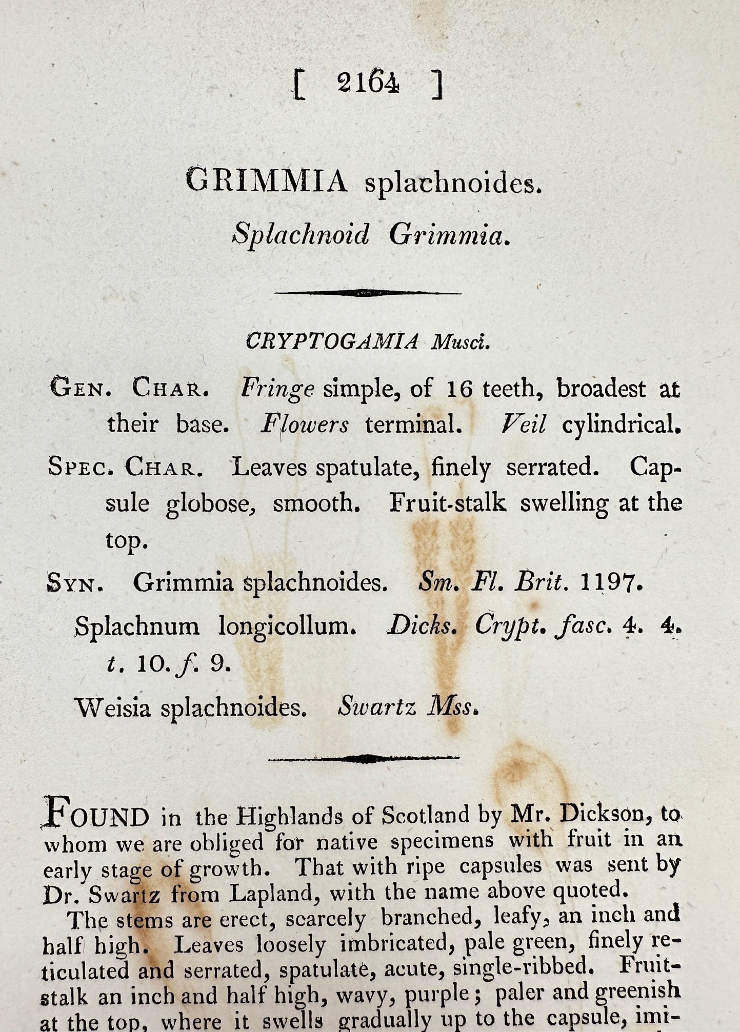 Antique Print - James Sowerby - Grimmia Splachnoides - Splachnoid Grimmia - F1