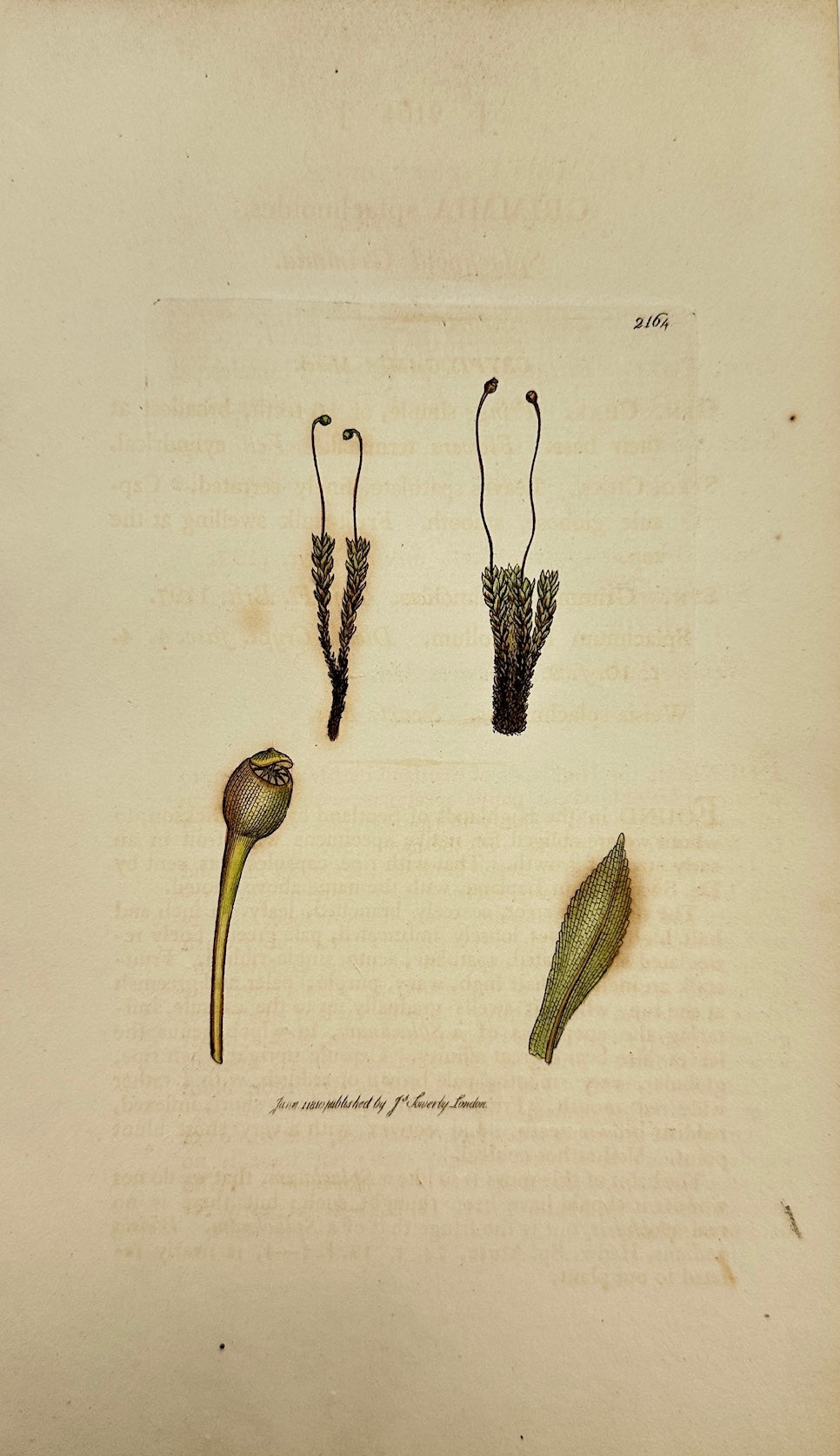 Antique Print - James Sowerby - Grimmia Splachnoides - Splachnoid Grimmia - F1