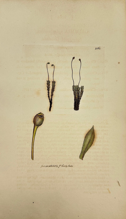 Antique Print - James Sowerby - Grimmia Splachnoides - Splachnoid Grimmia - F1