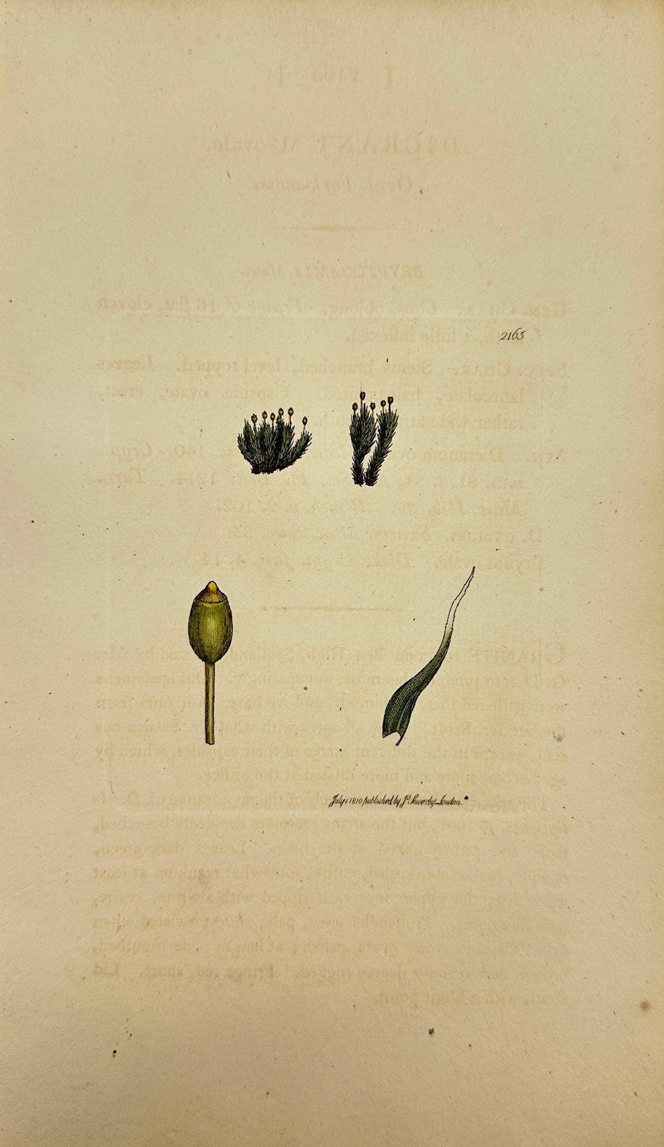 Antique Botanical Print - James Sowerby - Dicranum Ovale - Oval Fork-moss - F1