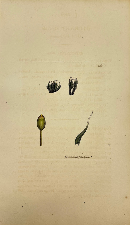 Antique Botanical Print - James Sowerby - Dicranum Ovale - Oval Fork-moss - F1