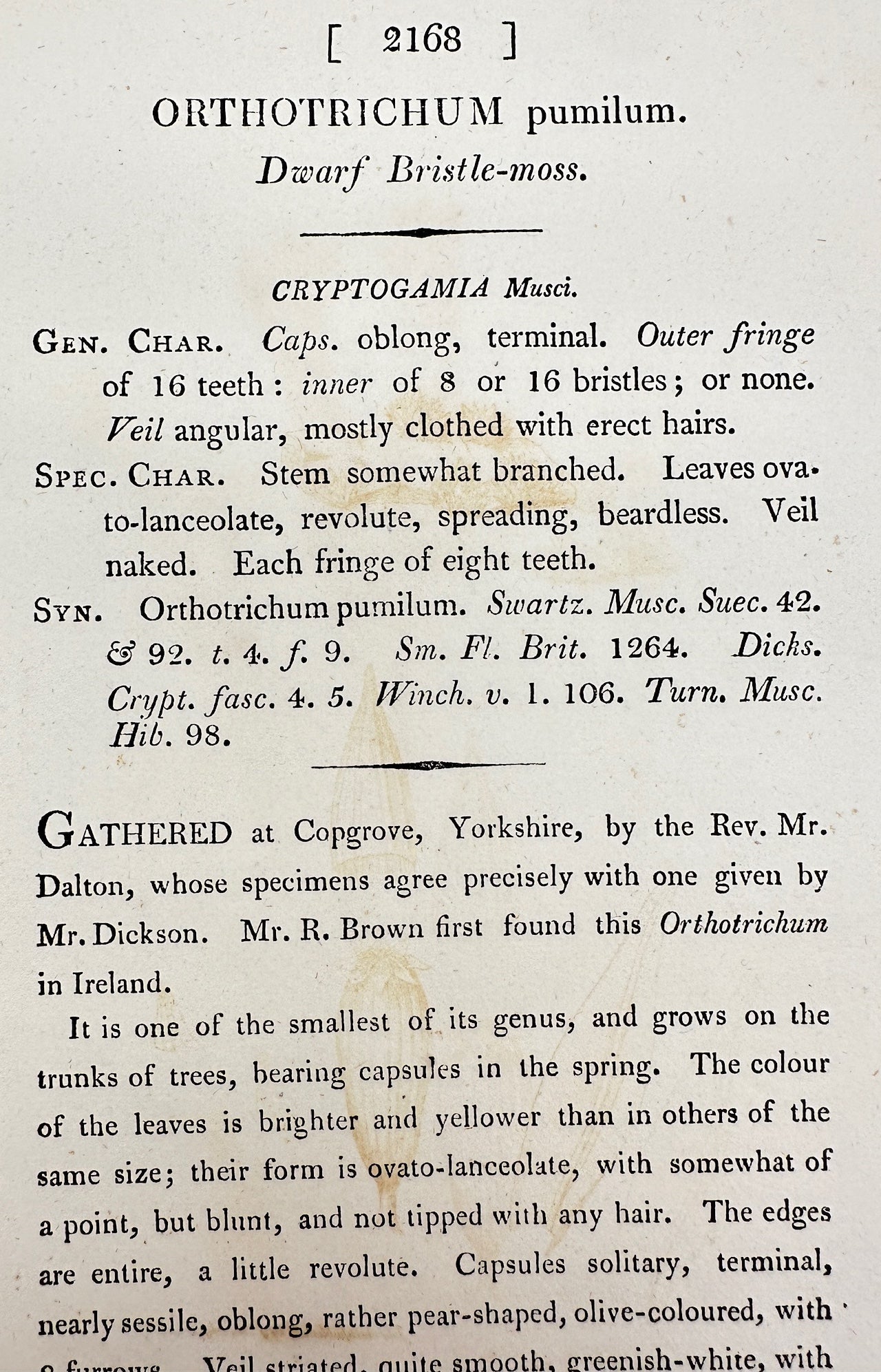 Antique Print - James Sowerby - Orthotrichum Pumilum - Dwarf Bristle-moss - F1