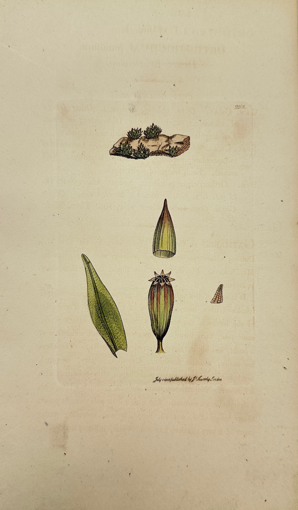 Antique Print - James Sowerby - Orthotrichum Pumilum - Dwarf Bristle-moss - F1