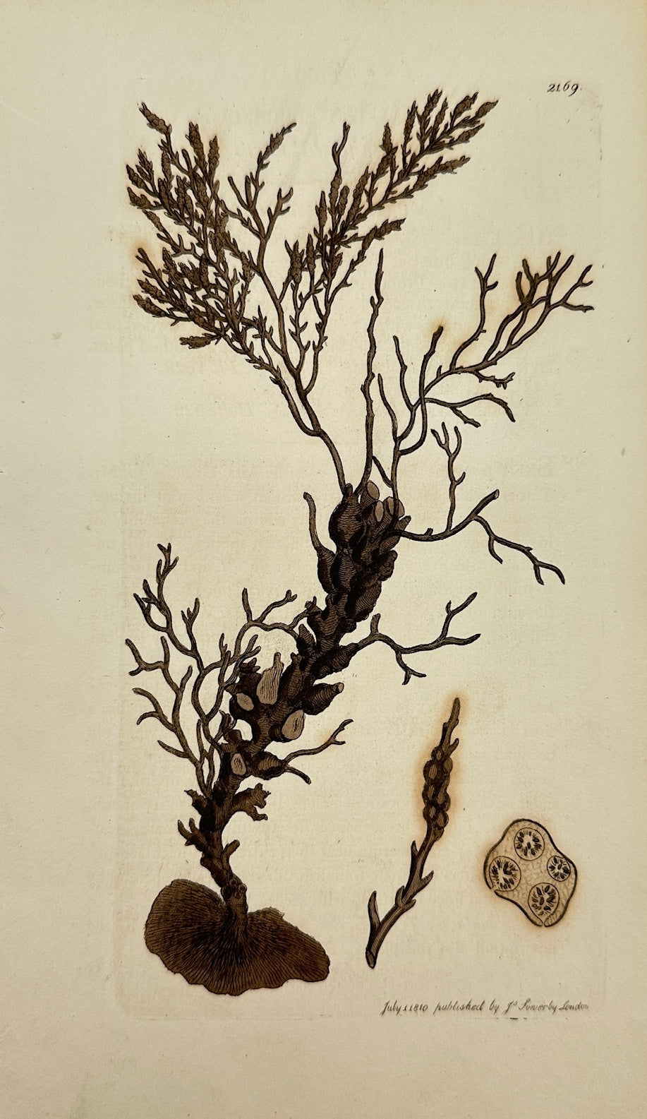 Antique Print - James Sowerby - Fucus Granulatus - Granulated Fucus - F1