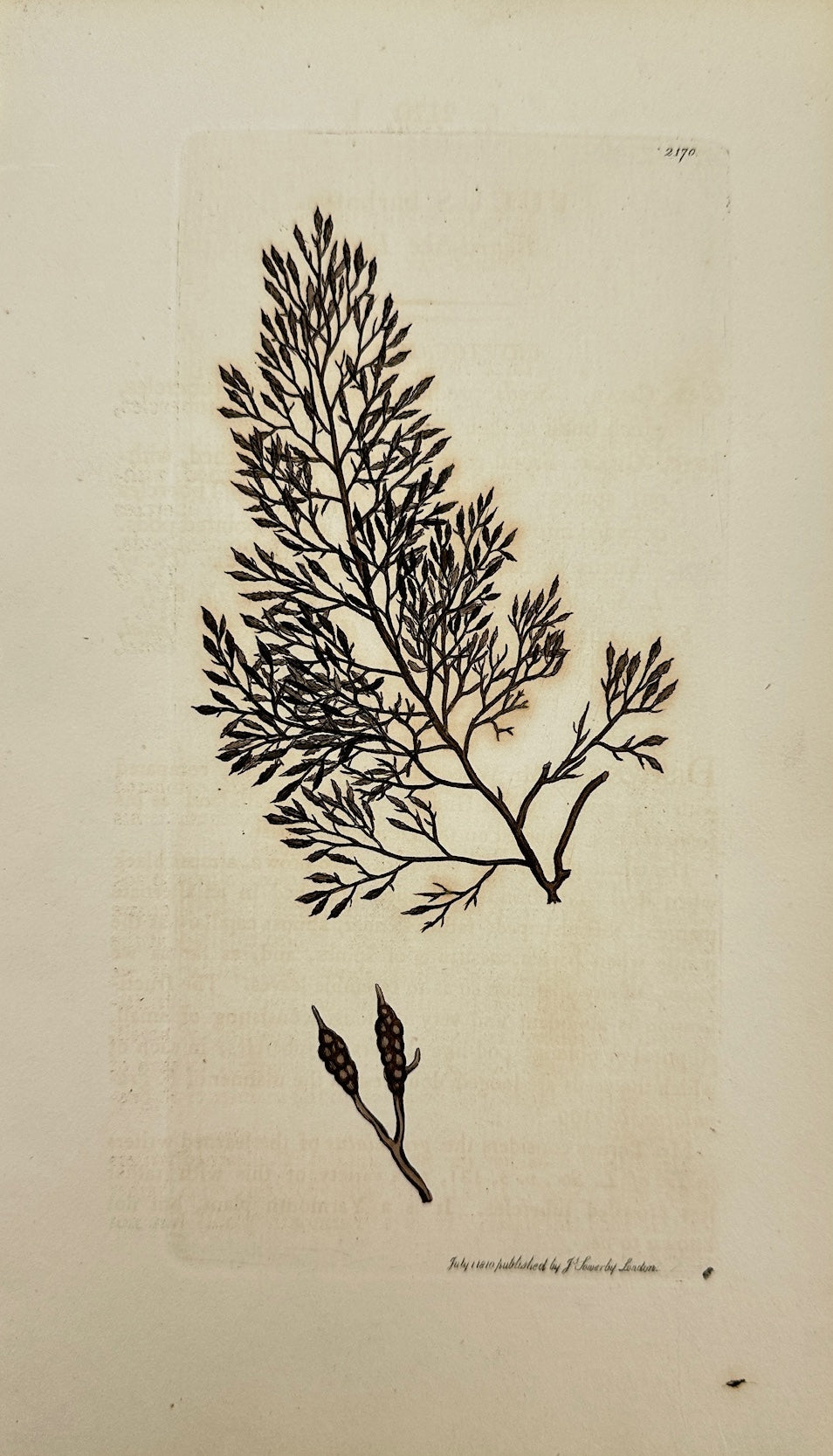 Antique Botanical Print - James Sowerby - Fucus Barbatus - Beard-like Fucus - F1