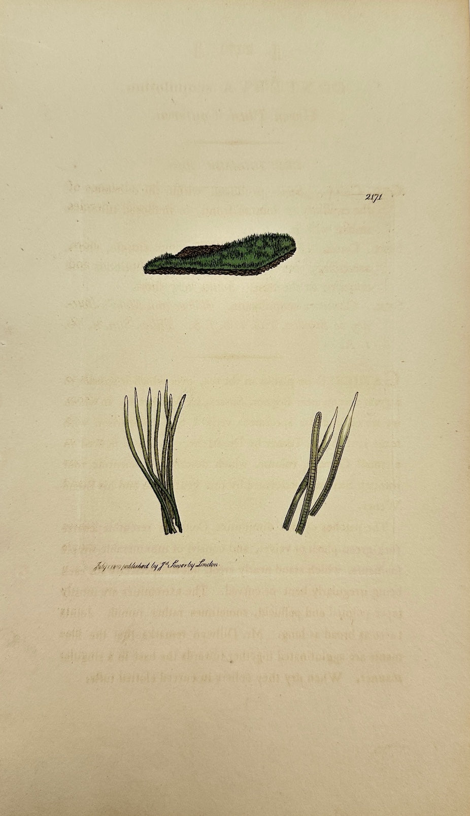 Antique Print - James Sowerby - Conferva Scopulorum - Green Plush Conferva - F1