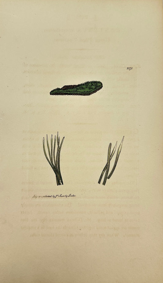 Antique Print - James Sowerby - Conferva Scopulorum - Green Plush Conferva - F1
