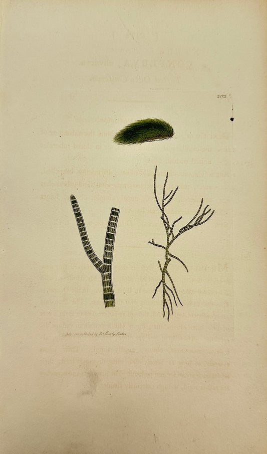 Antique Print - James Sowerby - Conferva Olivacea - Tufted Olive Conferva - F1