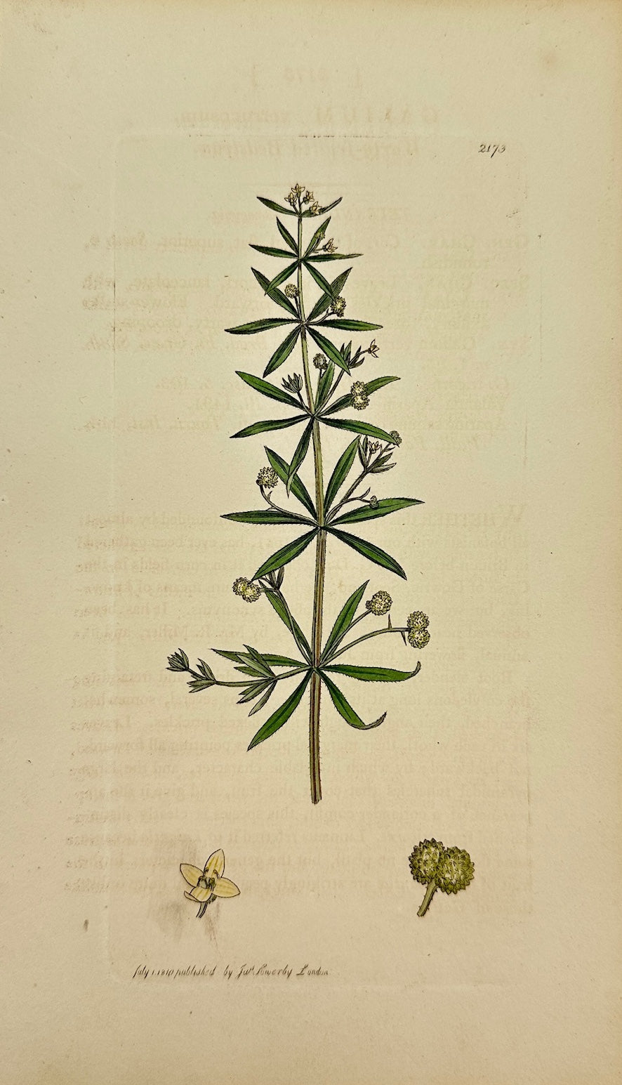 Antique Print - James Sowerby - Galium Verrucosum - Warty-fruited Bedstraw - F1