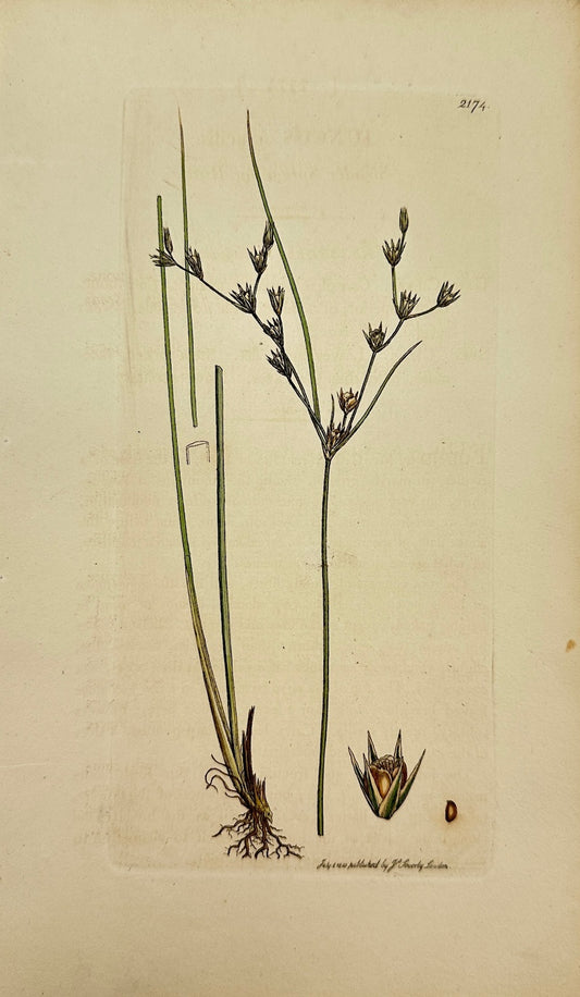 Antique Print - James Sowerby - Juncus Gracilis - Slender Spreading Rush - F1