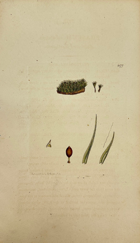 Antique Print - James Sowerby - Phascum Subulatum - Awl-leaved Earth-moss - F1