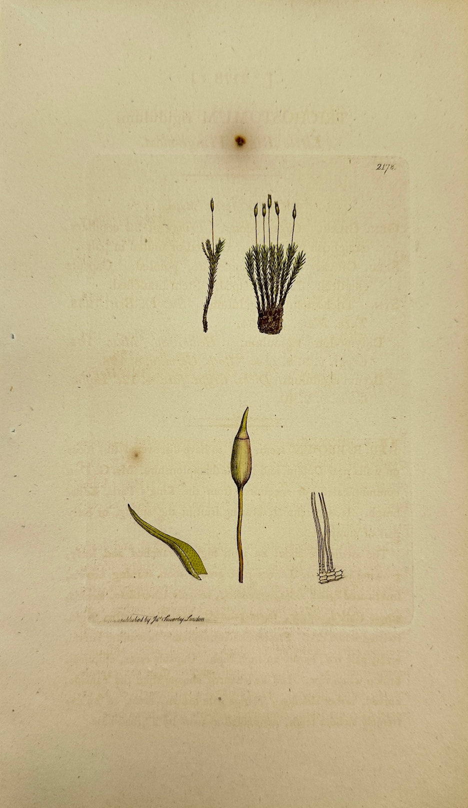 Antique Print - Sowerby - Trichostomum Rigidulum - Little Rigid Fringe-moss - F1