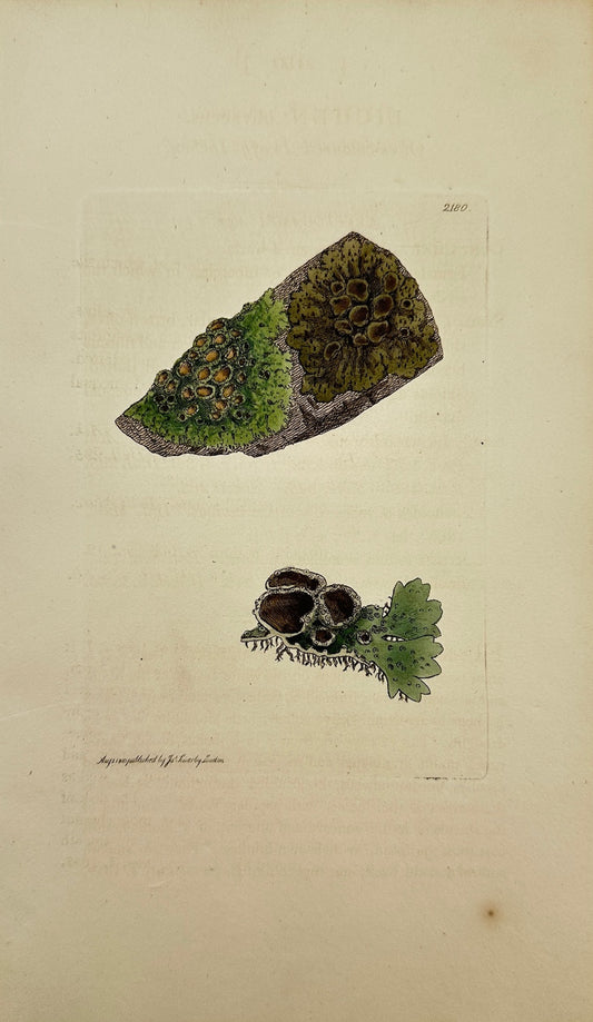 Antique Print - Sowerby - Lichen Olivaceus - Olive-coloured Leafy Lichen - F1
