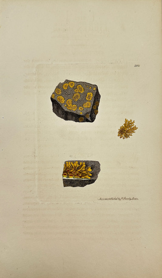 Antique Print - James Sowerby - Lichen Elegans - Elegant Orange Lichen - F1
